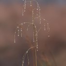 Chandelier with dew drops